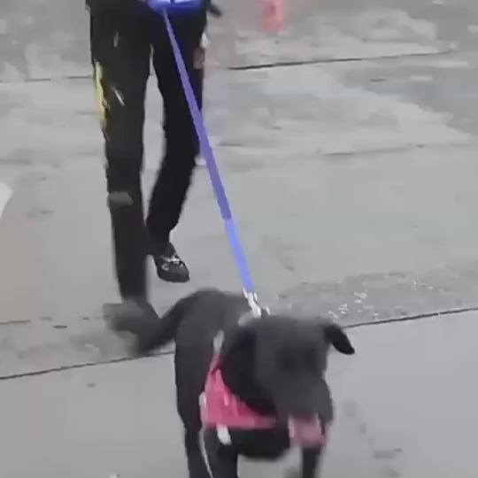 Guinzaglio All In One per Cani
